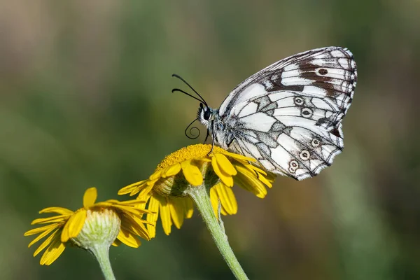 Babočkovití - rodina Lepidoptera — Stock fotografie