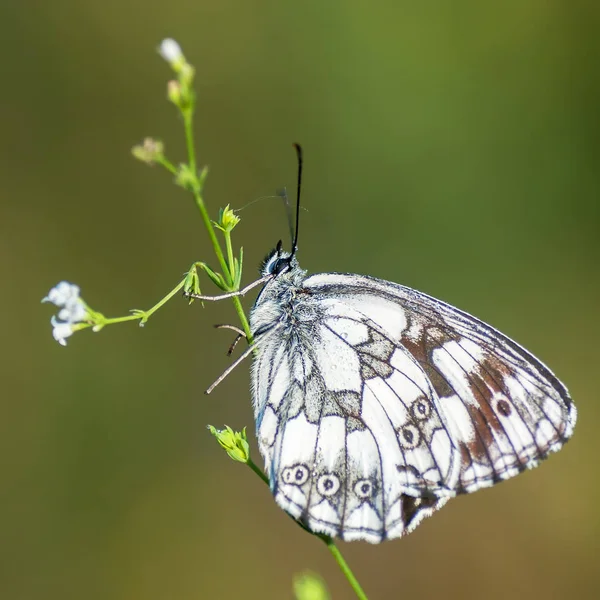 Nymphalidae ครอบครัวของ Lepidoptera — ภาพถ่ายสต็อก