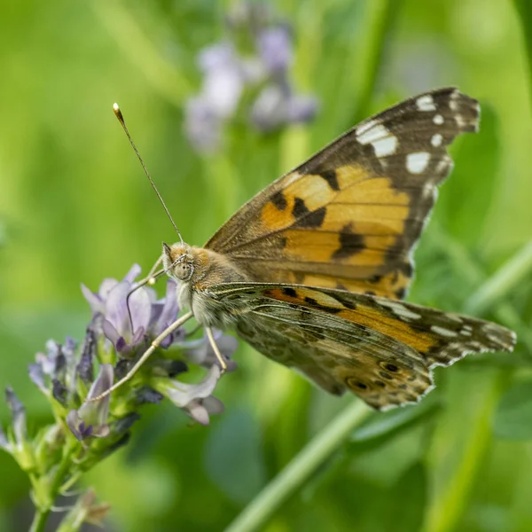 Nymphalidae - Uma família de Lepidoptera — Fotografia de Stock