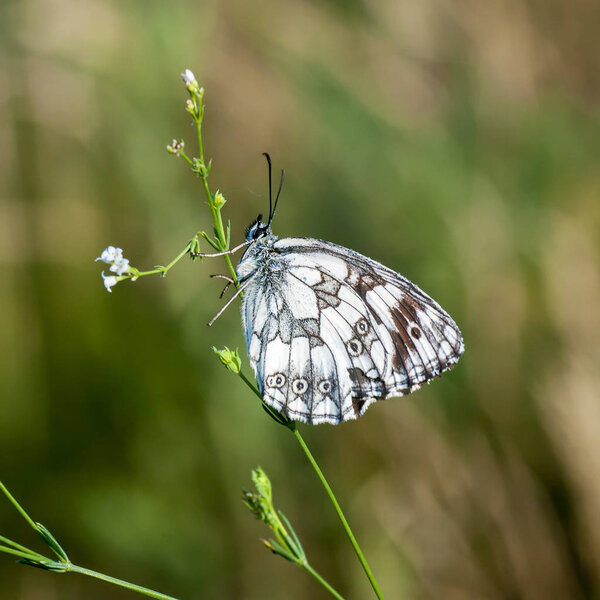 Nymphalidae - A family of Lepidoptera