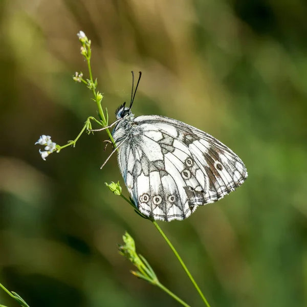 Babočkovití - rodina Lepidoptera — Stock fotografie