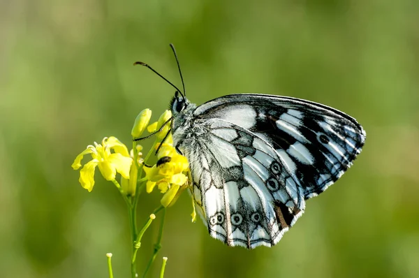 Babočkovití - rodina Lepidoptera — Stock fotografie