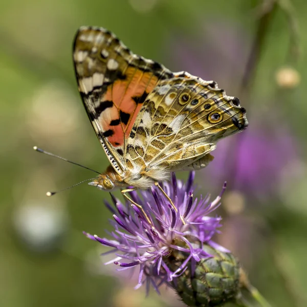 Nymphalidae - сім'я Lepidoptera — стокове фото