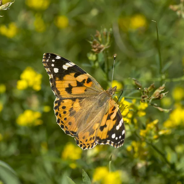 Nymphalidae - Uma família de Lepidoptera — Fotografia de Stock