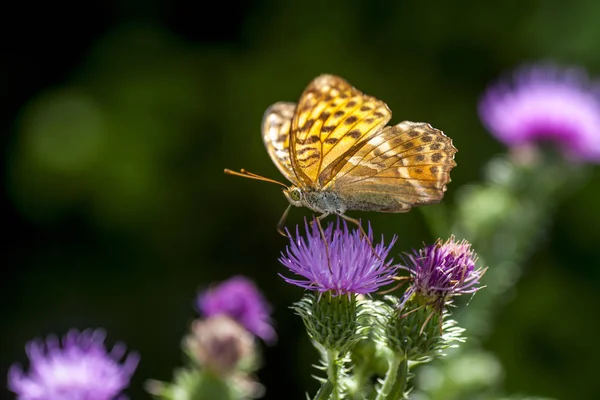 Nymphalidae - Une famille de lépidoptères — Photo