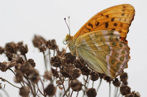 Nymphalidae - Uma família de Lepidoptera — Fotografia de Stock