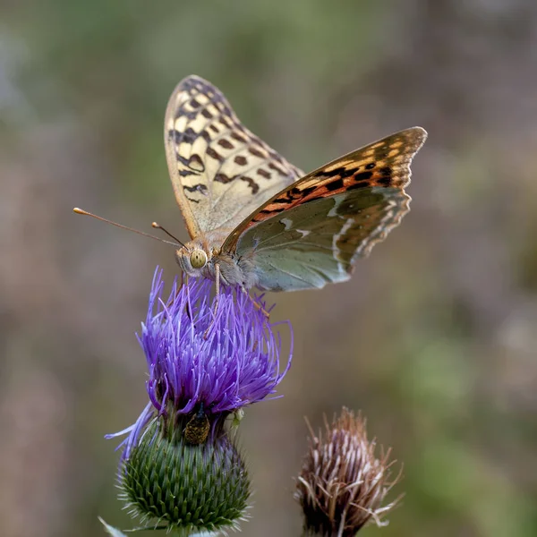 Nymphalidae - Une famille de lépidoptères — Photo