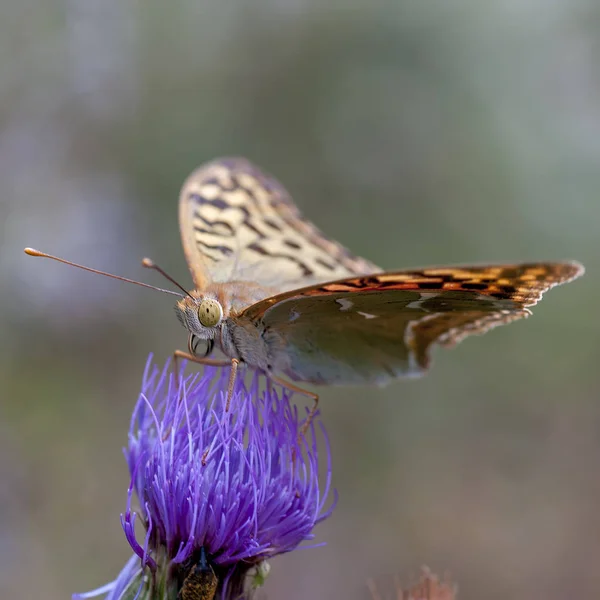 Ninfalidi - Una famiglia di lepidotteri — Foto Stock