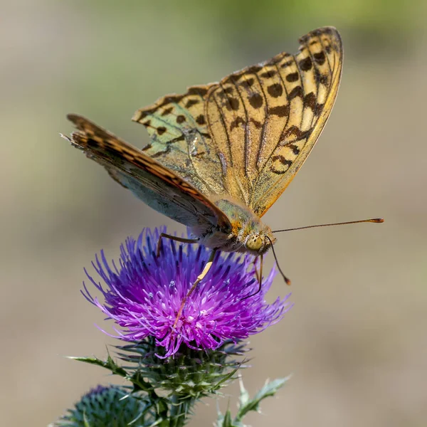 Nymphalidae - Une famille de lépidoptères — Photo