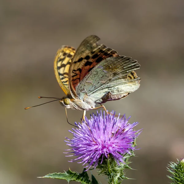 Nymphalidae - Une famille de lépidoptères — Photo