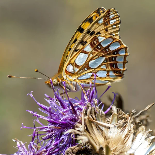 Nymphalidae - Une famille de lépidoptères — Photo