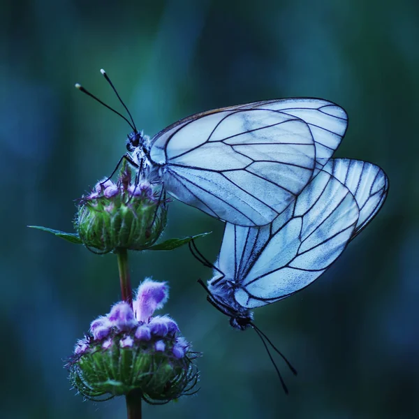 Belyanko - čeleď motýlů Stock Fotografie