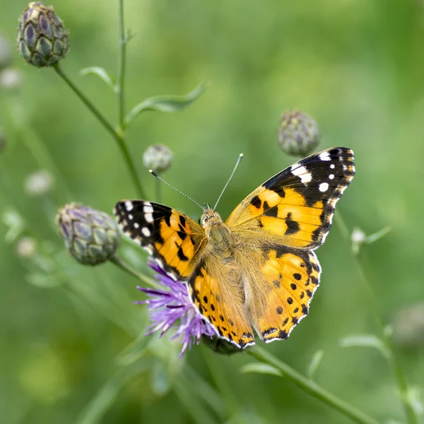 Nymphalidae  - A family of Lepidoptera Stock Image