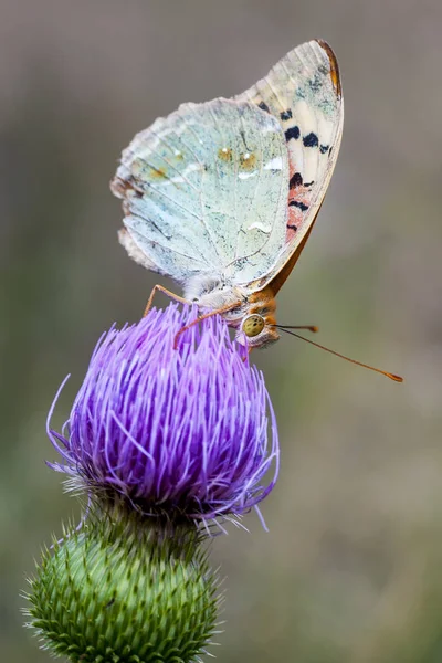 Nymphalidae  - A family of Lepidoptera — Stock Photo, Image