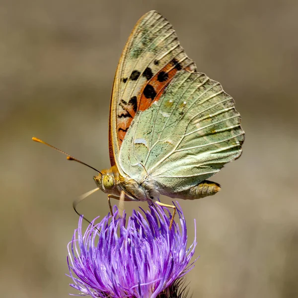 Ninfalidi - Una famiglia di lepidotteri — Foto Stock