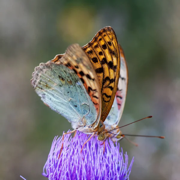 Nymphalidae - сім'я Lepidoptera — стокове фото