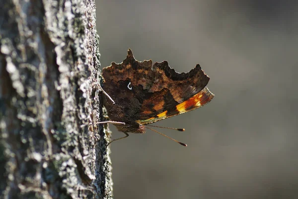 Nymphalidae - eine Familie von Lepidoptera — Stockfoto
