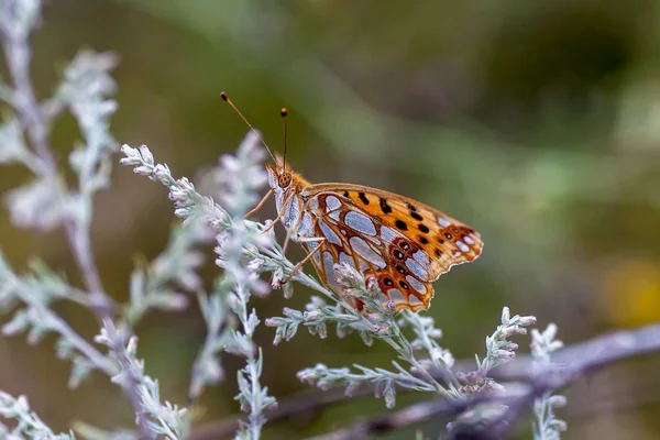 Nymphalidae - Une famille de lépidoptères — Photo