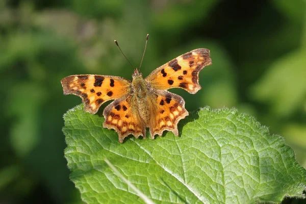 Nymphalidae - Une famille de lépidoptères — Photo