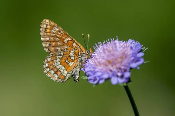 Nymphalidae - Una familia de lepidópteros — Foto de Stock