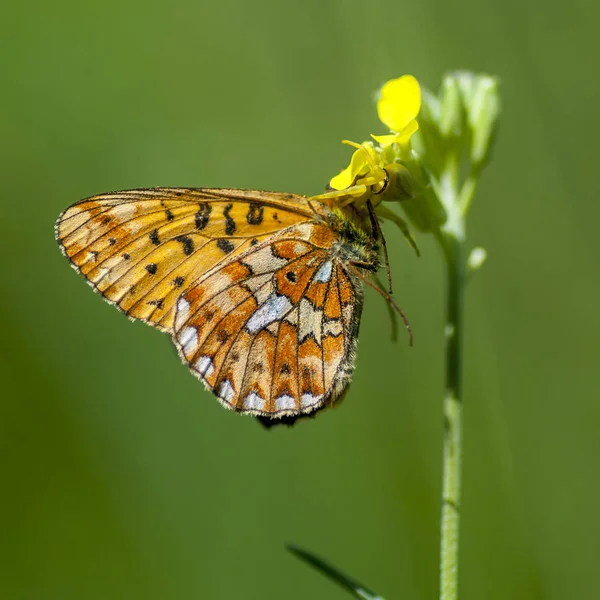 Nymphalidae - сім'я Lepidoptera — стокове фото