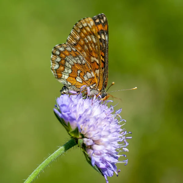 Nymphalidae - сім'я Lepidoptera — стокове фото