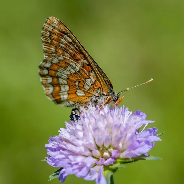 Tarkalepkefélék - Lepidoptera család — Stock Fotó