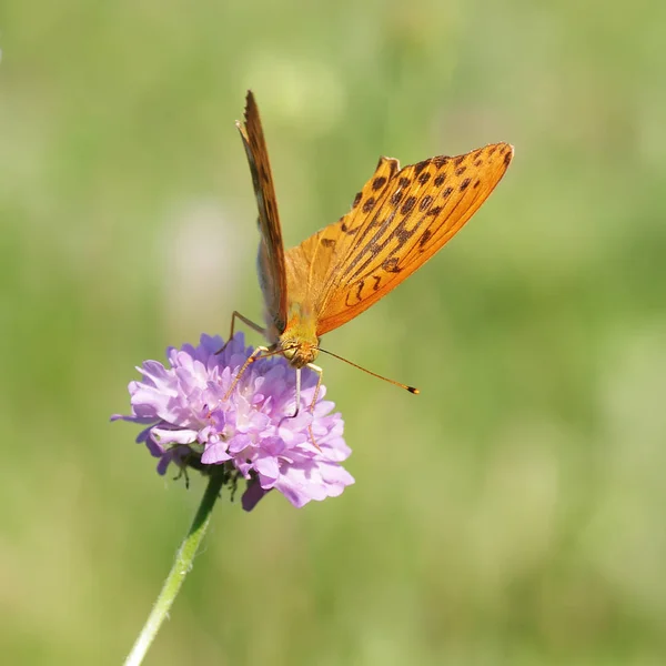 Nymphalidae - сім'я Lepidoptera — стокове фото