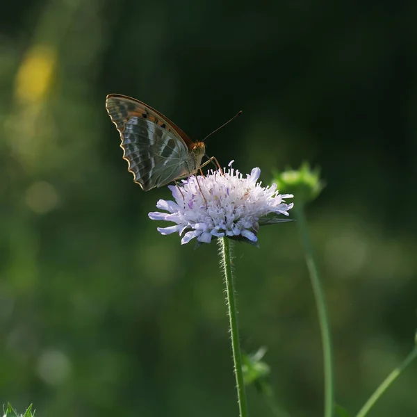 Babočkovití - rodina Lepidoptera Stock Snímky