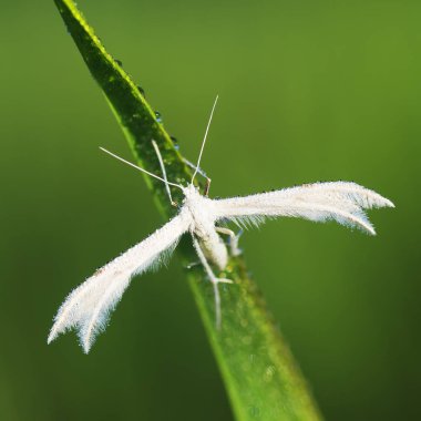 Pterophoridae veya paltsekrylye veya pteroforidy