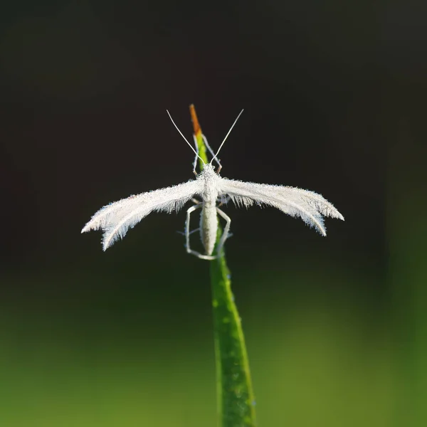 Pterophoridae 또는 paltsekrylye 또는 pteroforidy — 스톡 사진