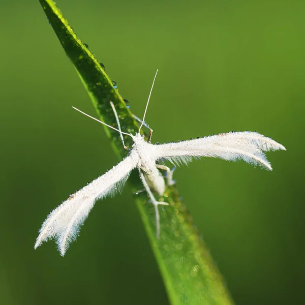 Pterophoridae oder paltsekrylye oder pteroforidy — Stockfoto