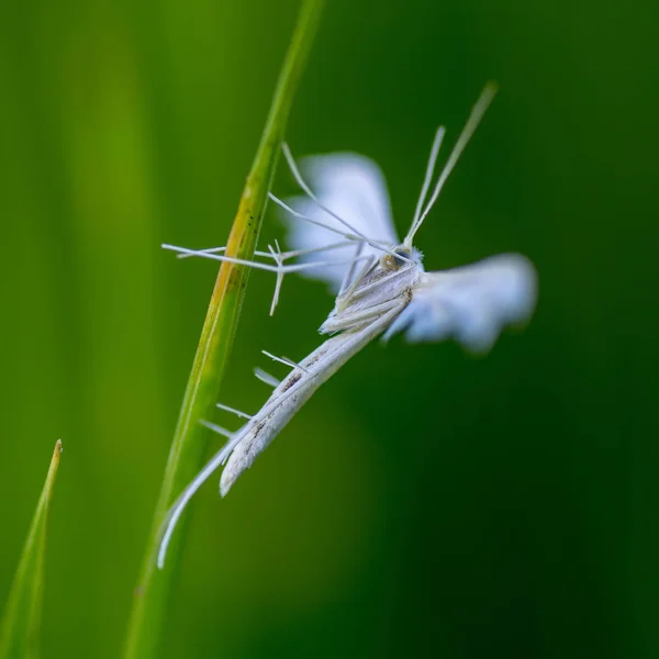 Pterophoridae oder paltsekrylye oder pteroforidy — Stockfoto