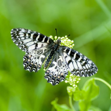 Yelkenli veya hvostonostsy veya beyler