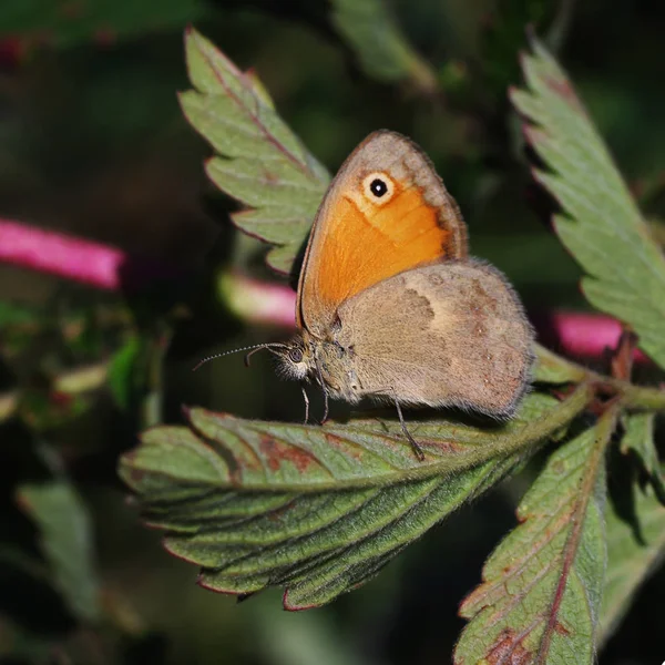 Sennitsy  - Genus of butterflies — Stock Photo, Image