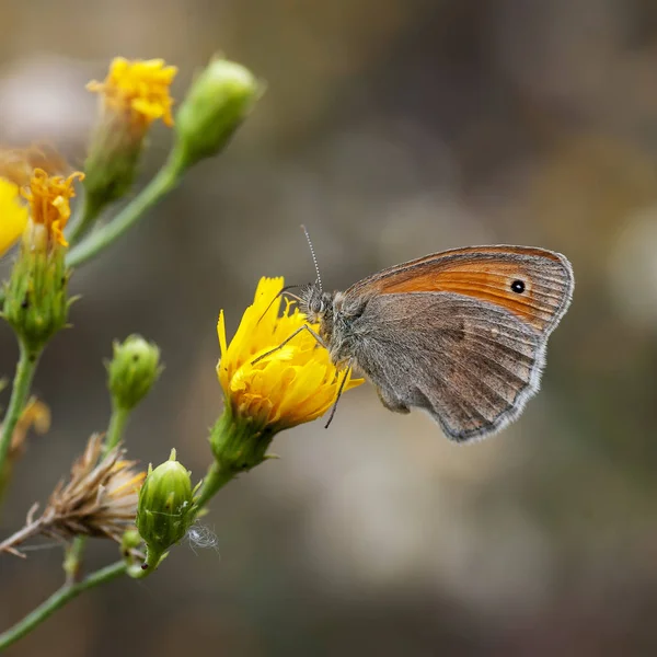 Sennitsy - Schmetterlingsgattung — Stockfoto