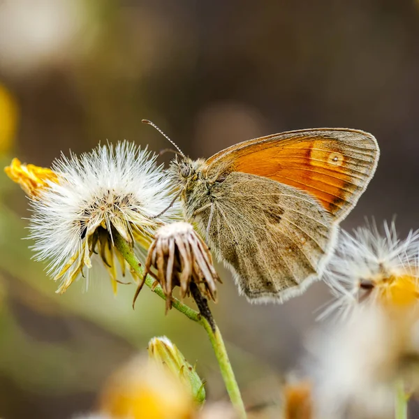 Sennitsy - Schmetterlingsgattung — Stockfoto