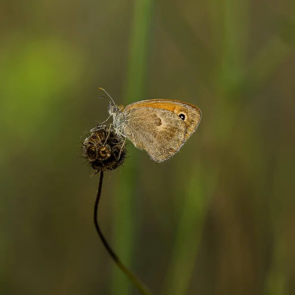 Sennitsy - cins kelebek — Stok fotoğraf