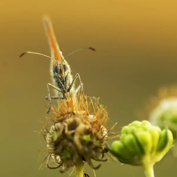 Sennitsy - släkte av fjärilar — Stockfoto