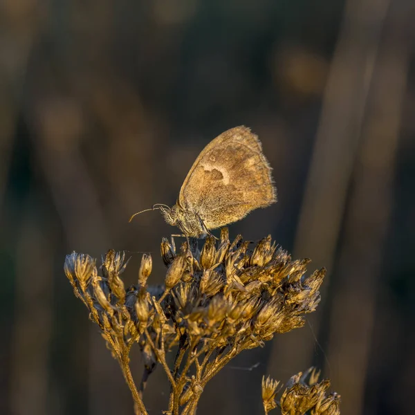 Sennitsy - Gênero de borboletas — Fotografia de Stock