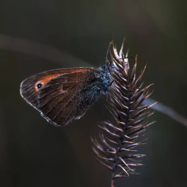 Sennitsy - το γένος των πεταλούδων — Φωτογραφία Αρχείου