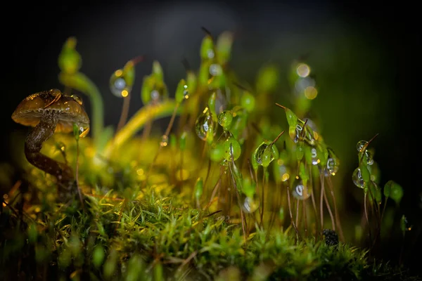 Mosses, snails and mushrooms — Stock Photo, Image