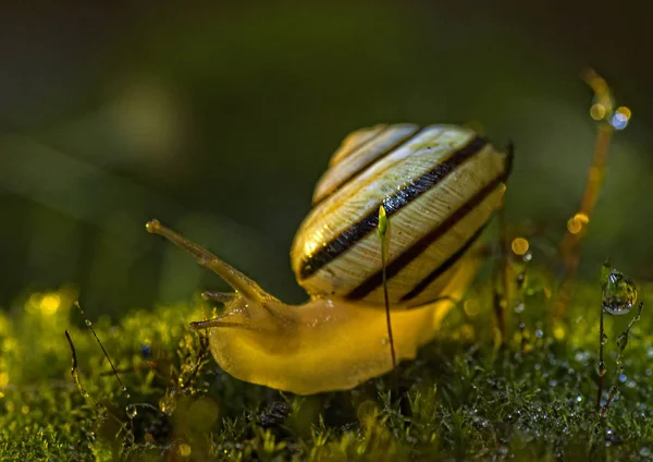 Mosses, snails and mushrooms — Stock Photo, Image