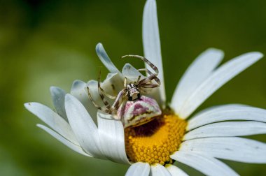 Örümcekler (Latince Araneae, Aranei, eski Yunanca ..)