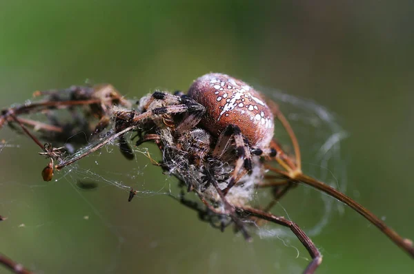 Spinnen (Latijn Araneae, Aranei, Oudgrieks ..) — Stockfoto