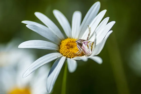 Pavouci (latinský Araneae, Aranei, starověký řecký ..) Stock Fotografie