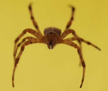 Örümcekler (Latince Araneae, Aranei, eski Yunanca ..)