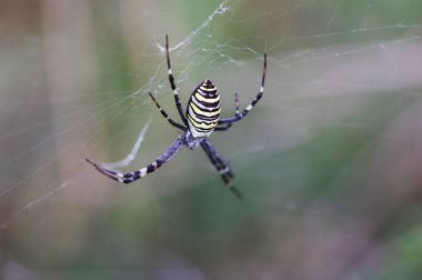 Örümcekler (Latince Araneae, Aranei, eski Yunanca ..)