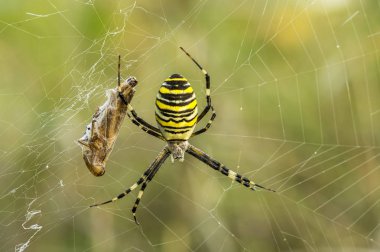 Örümcekler (Latince Araneae, Aranei, eski Yunanca ..) 