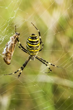 Örümcekler (Latince Araneae, Aranei, eski Yunanca ..) 